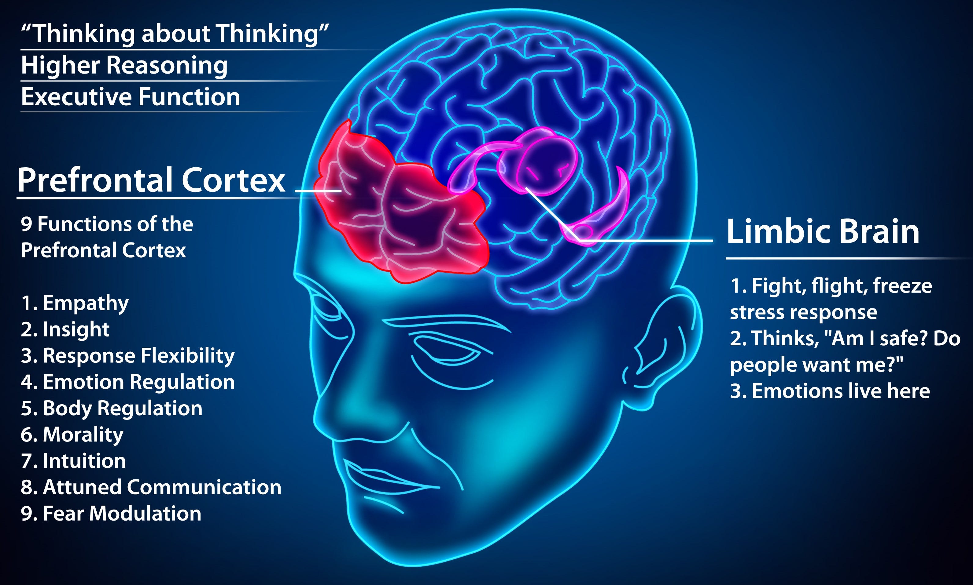 Your brain's prefrontal cortex is your biological throne room