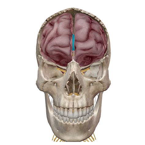 location of corpus callosum