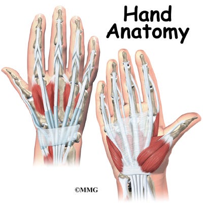 Hand Anatomy - eOrthopod.com