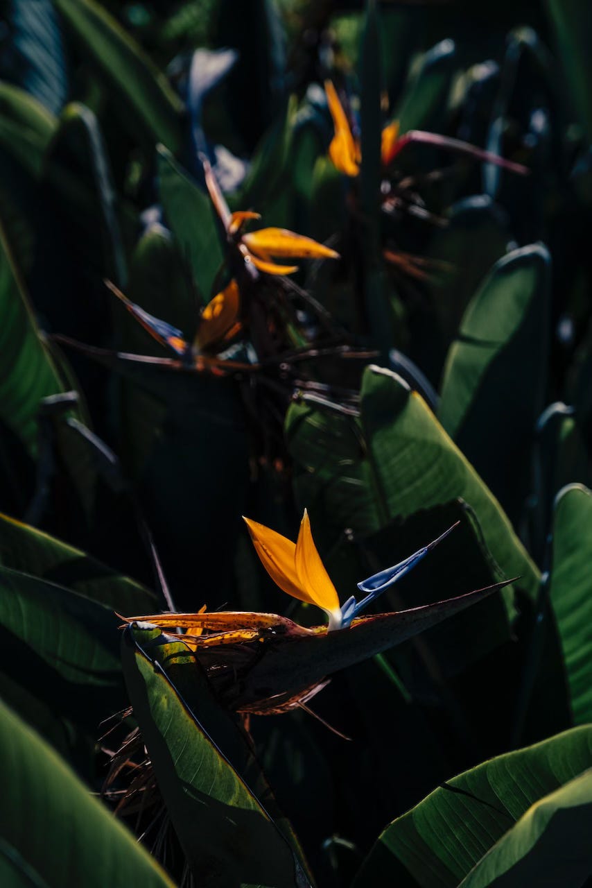 Bright orange flowers of the 'bird of paradise' plant (Strelitzia reginae)