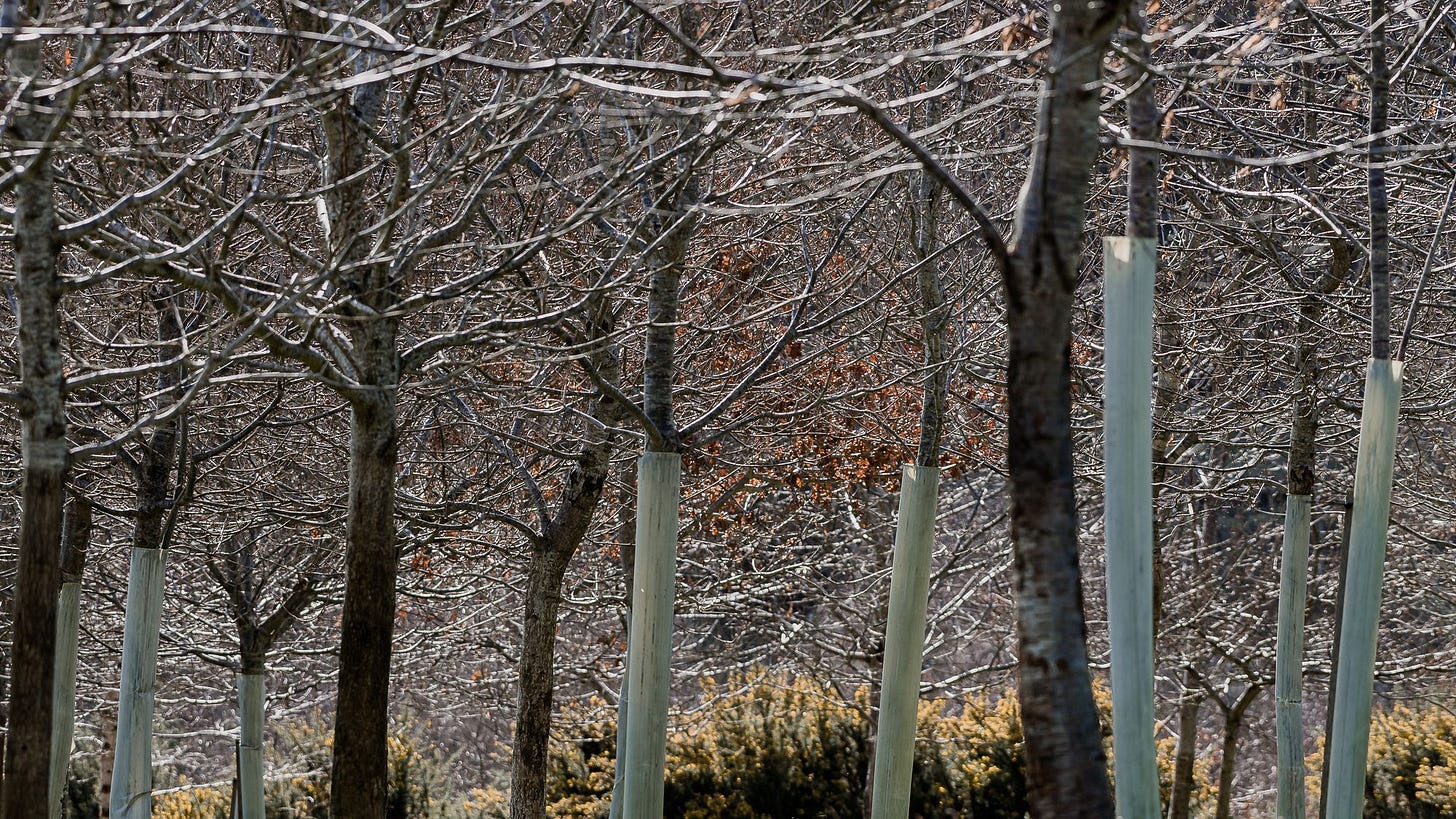 New woods at Dawlish Park