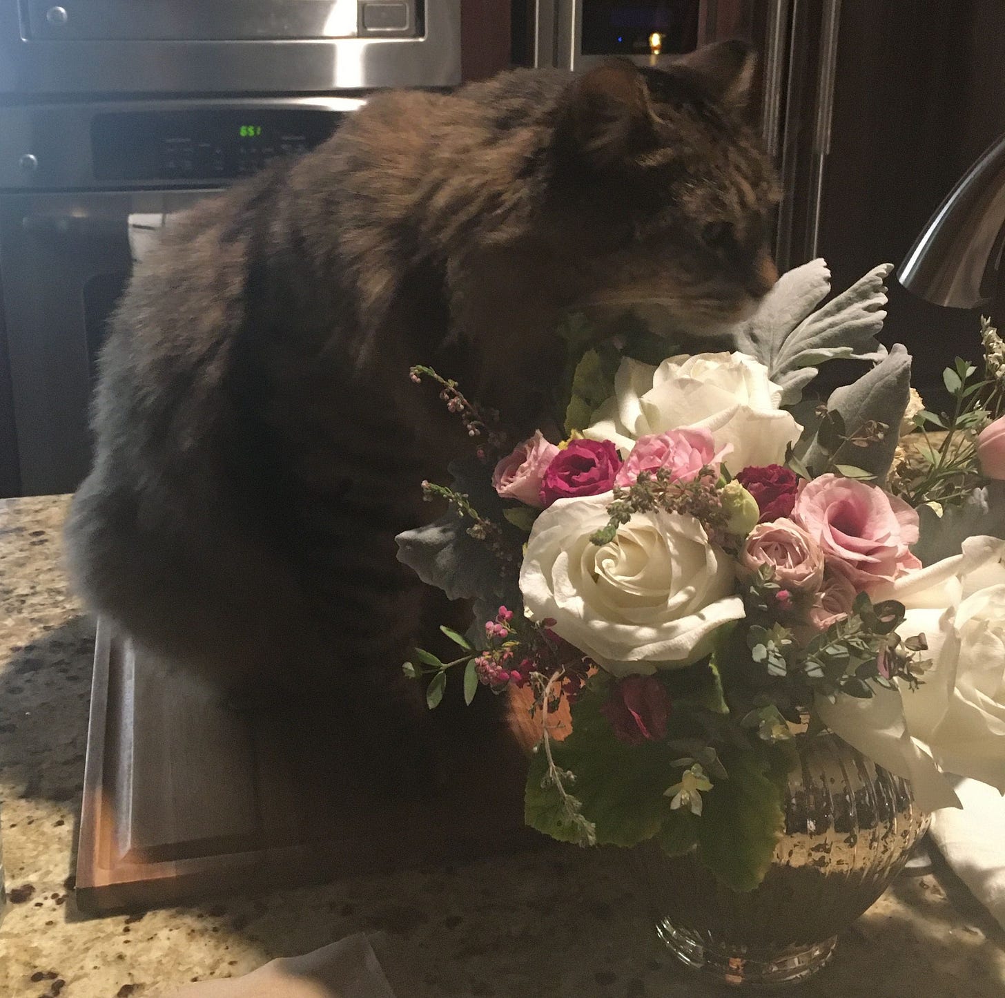 Muffin is sitting on a cutting board on the kitchen counter, sniffing a vase of flowers by the sink. Muffin is sitting on a cutting board on the kitchen counter, sniffing a vase of flowers by the sink.