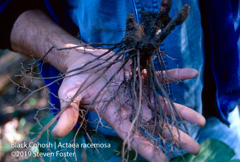 Black cohosh freshly harvested wild root.