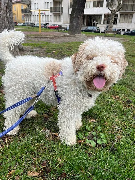 me, my son and fluffy white lagotto do in the dolomites, Coco fluffy white dog, me and Coco