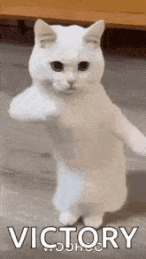 Victory Dance GIFs | Tenor Victory Dance GIFs | Tenor