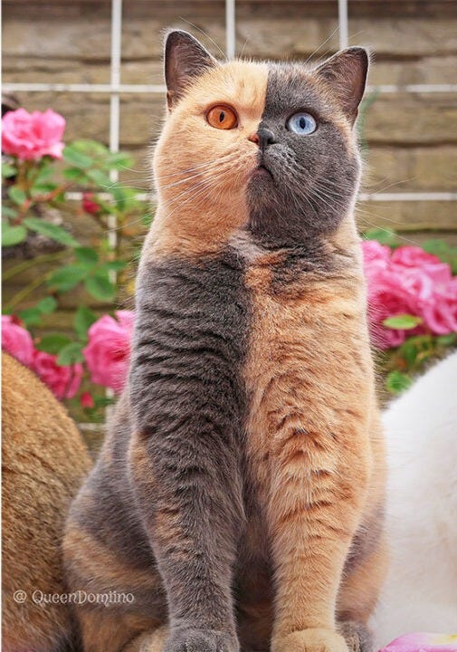 PHOTOS: Meet Domiino, the British Shorthair With a Perfectly Split Face |  The Epoch Times