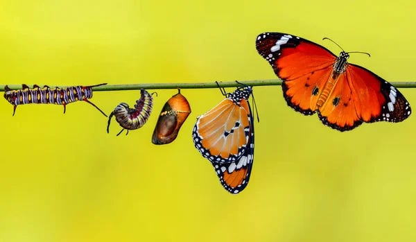 Fotos de Borboleta metamorfose, Imagens de Borboleta metamorfose sem  royalties | Depositphotos