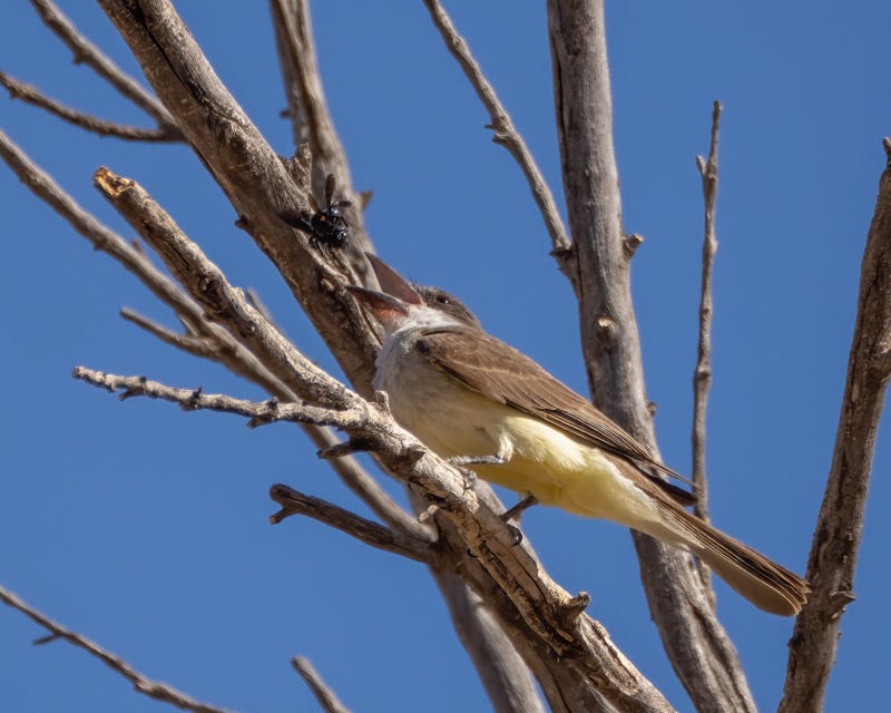 20250626-BoxCanyon-165-Edit.jpg 20250626-BoxCanyon-165-Edit.jpg