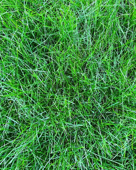 Green grass