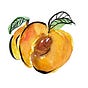 Emily Luchetti • Apricot Perigee
