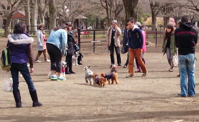 dog socialising in yoyogi park dog socialising in yoyogi park