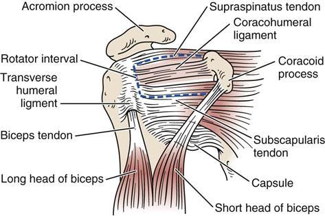 Shoulder | Musculoskeletal Key