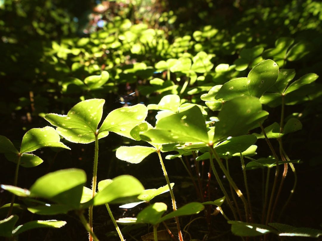 green leaves in tilt shift lens