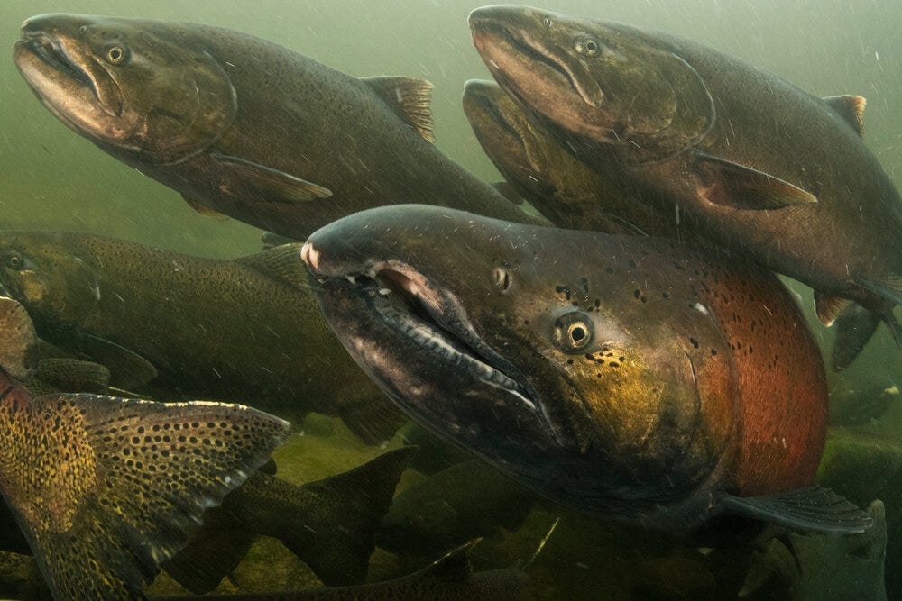abundant-rivers-by-seth-white-rising-rivers