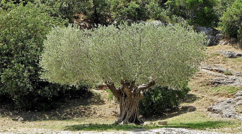 Very old olive tree scott1346 from Mechanicsville, MD, USA, CC BY 2.0 <https://creativecommons.org/licenses/by/2.0>, via Wikimedia Commons Very old olive tree scott1346 from Mechanicsville, MD, USA, CC BY 2.0 <https://creativecommons.org/licenses/by/2.0>, via Wikimedia Commons