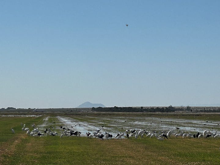 Along the Salton Sea