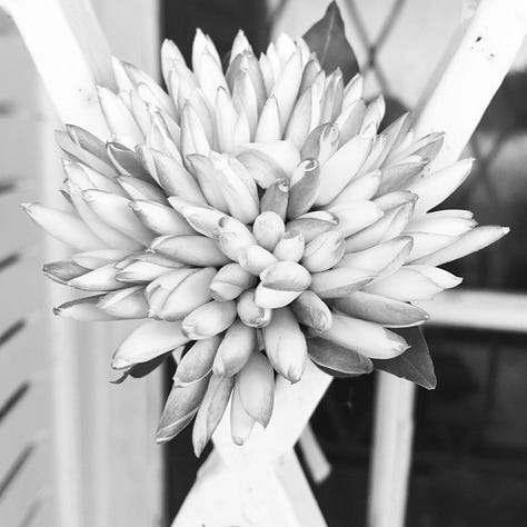 La fabrication du Mechmoum, sur la véranda chez mon oncle. L'étoile  du soir aux milliers de fleurs de jasmin.