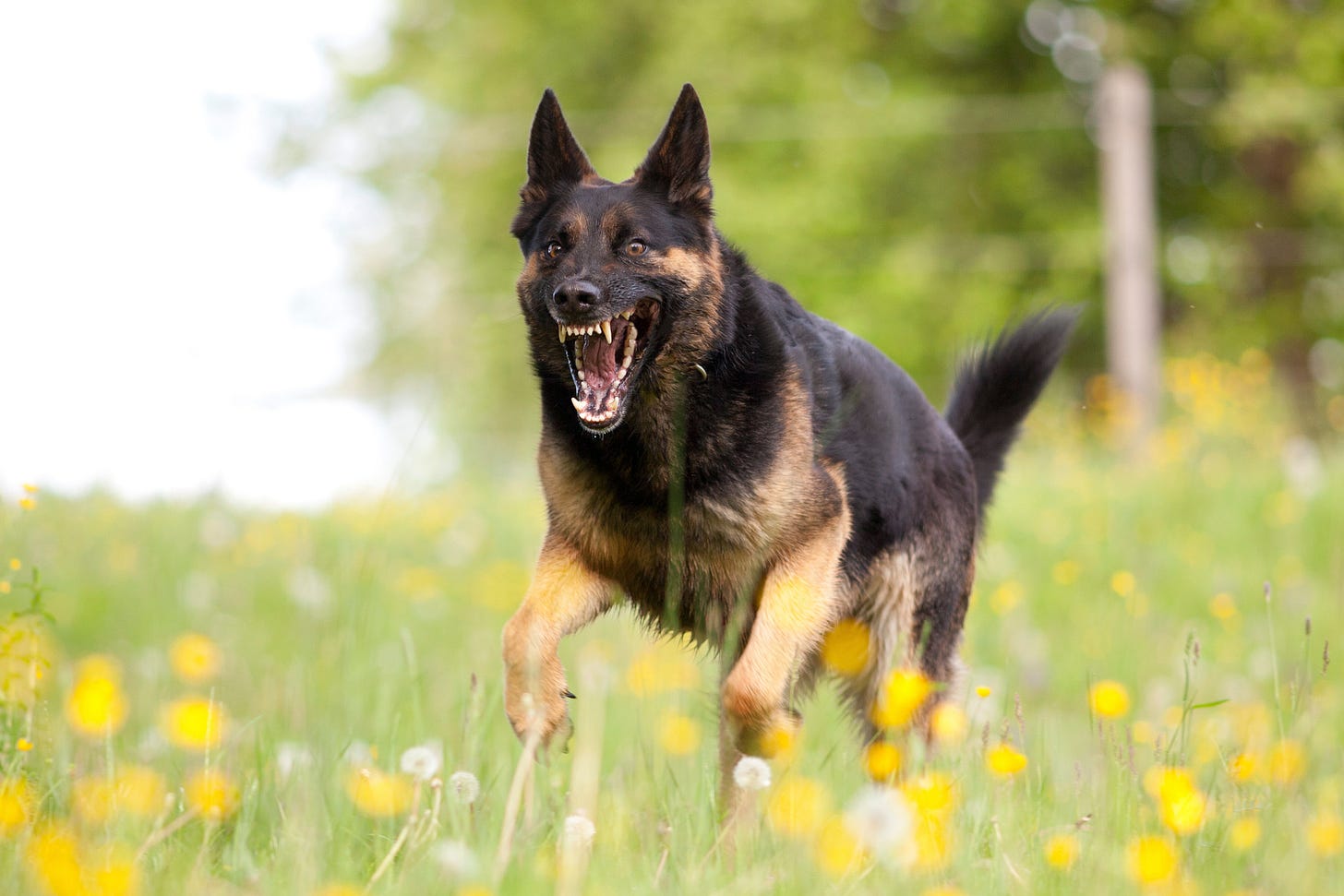 Aggressive german shepard, teeth bared, bounding through a field of flowers toward you Aggressive german shepard, teeth bared, bounding through a field of flowers toward you