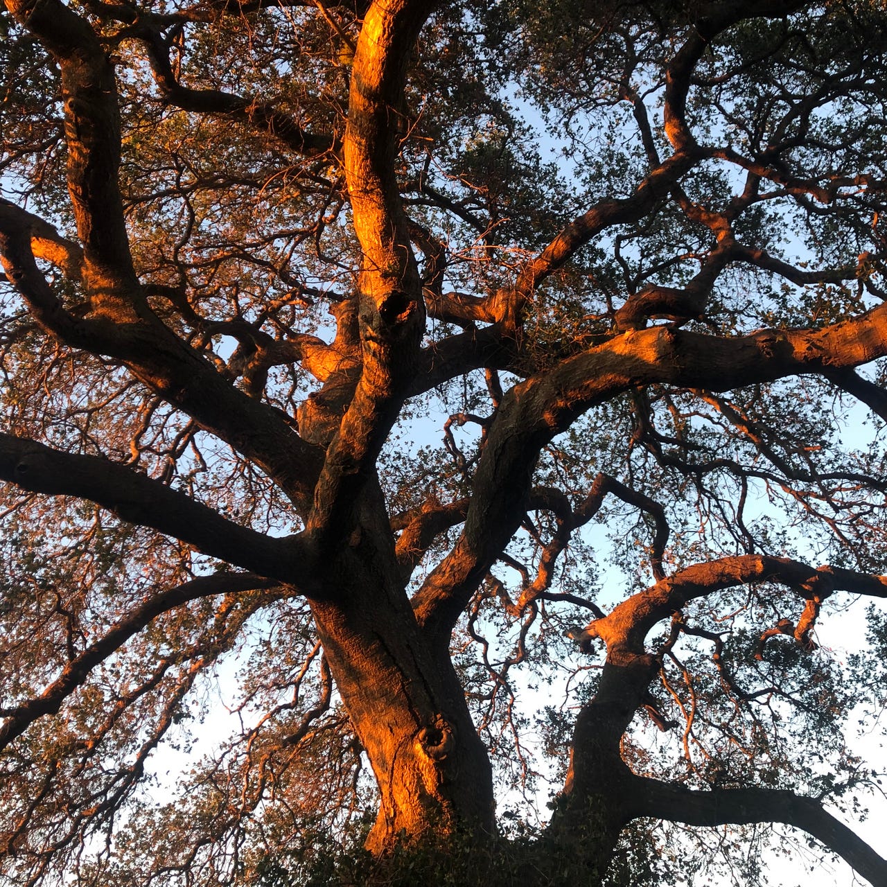 the enchantment project 