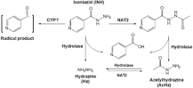 Clinical perspectives of isoniazid-induced liver injury ...