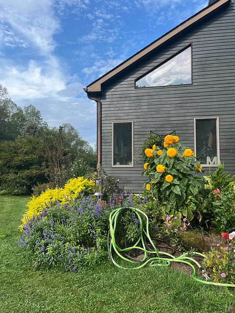 double sunking sunflowers