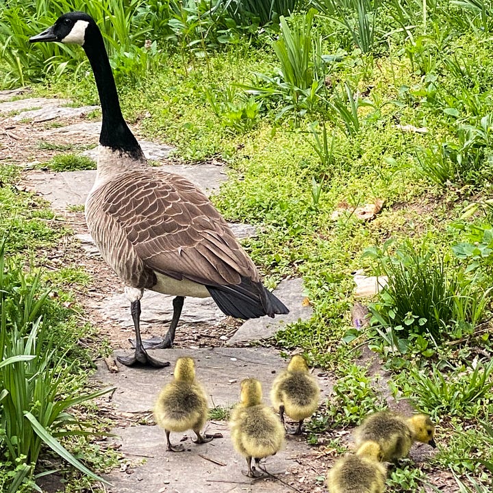 Toots and Yedda, Canadian Geese at the Five Acre Wood
