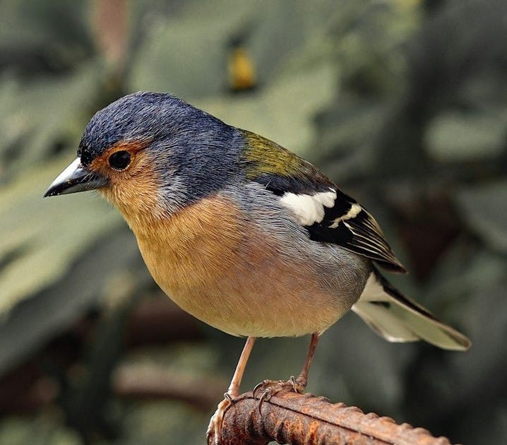 A small bird perched on top of a metal pole