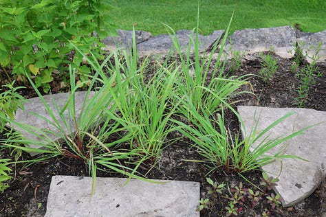 various herbs in an herb garden