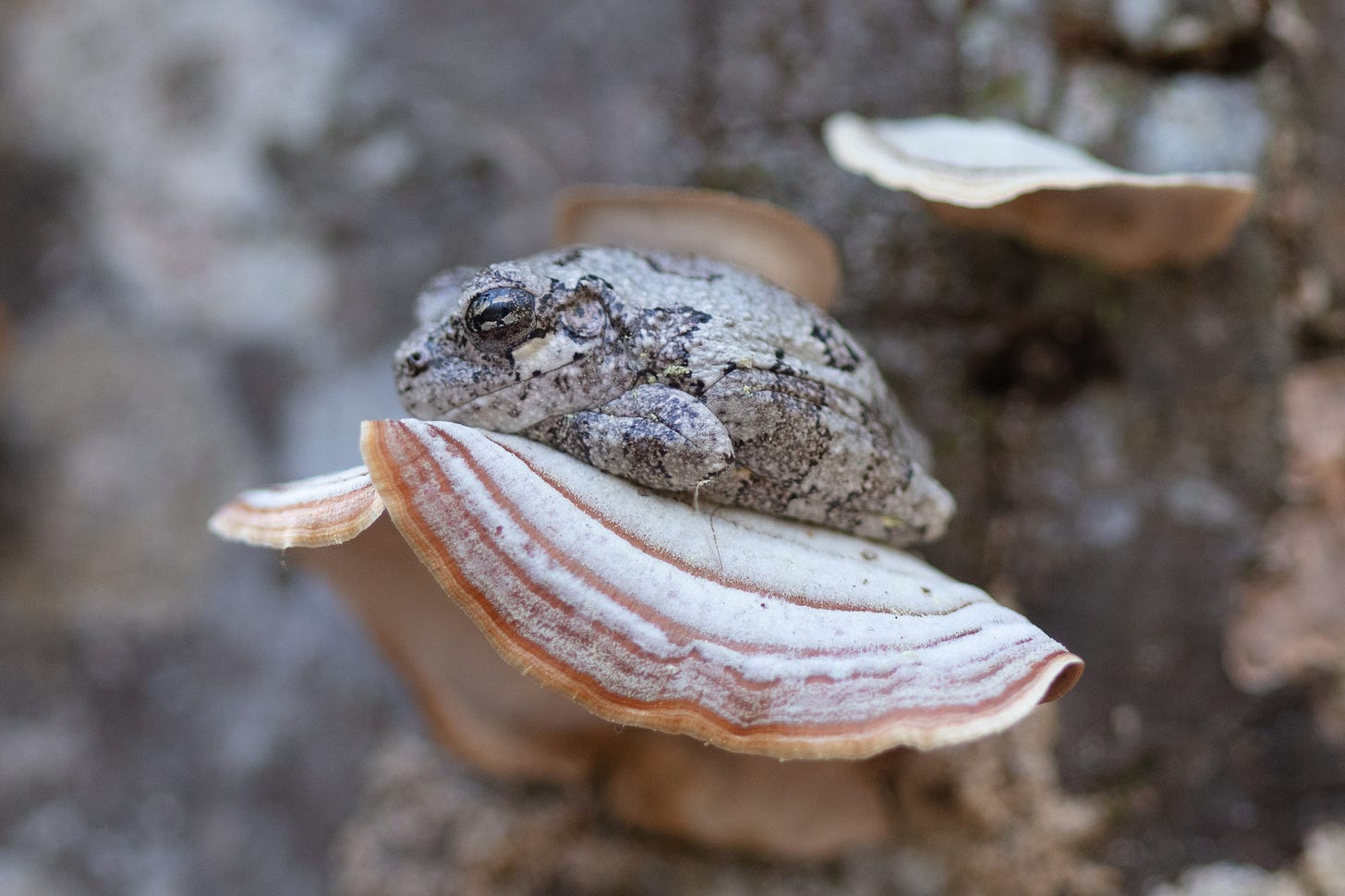 A mottled gray frog laying on top of a pale white and brown striped mushroom attached to a tree A mottled gray frog laying on top of a pale white and brown striped mushroom attached to a tree