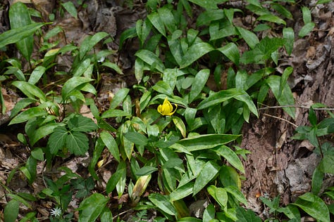 Three photos of small yellow lilies with large dark red anthers and red spots towards the center of the flowers, and lots of mottled green leaves