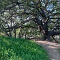 Oak Heart Forest Program's avatar