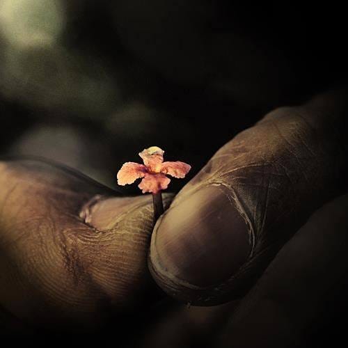 May be an image of flower May be an image of flower