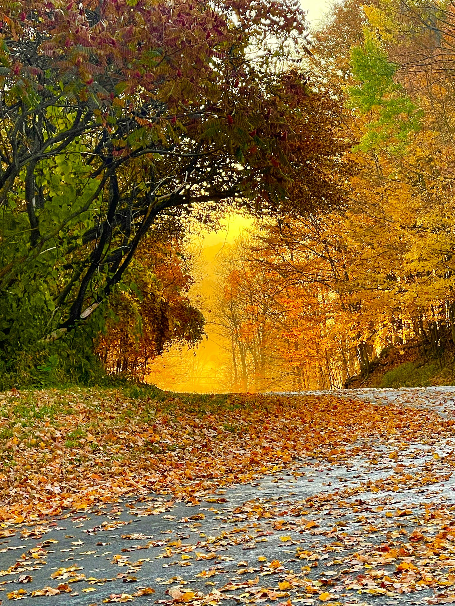 A scenic autumn pathway framed by colorful trees, covered with fallen leaves, leading into a bright, golden-lit background.