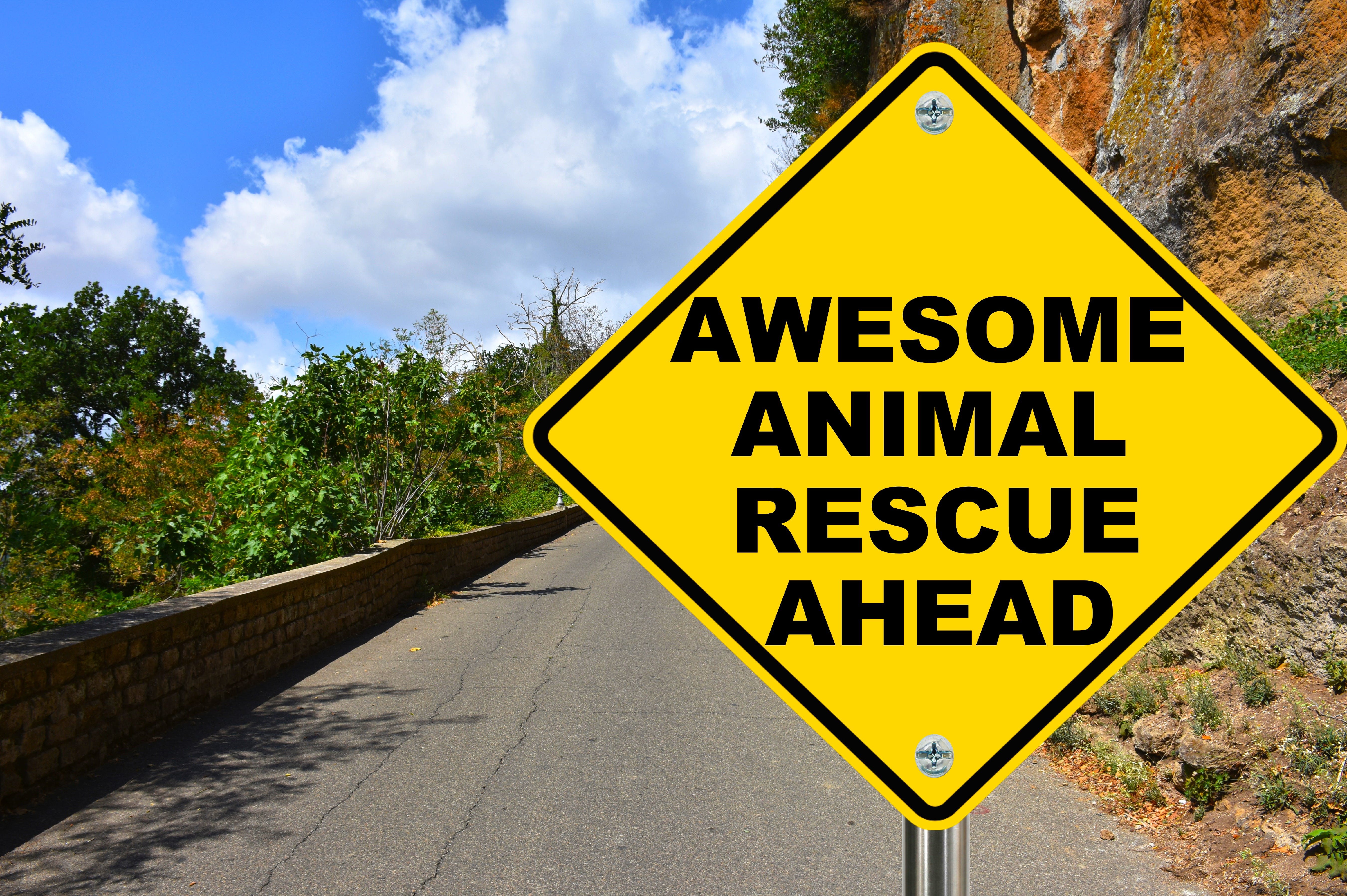 8 things you should know before starting an animal rescue.