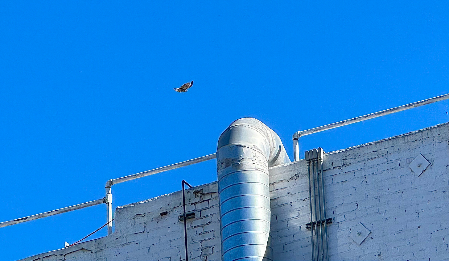 Hawk over an urban building Hawk over an urban building