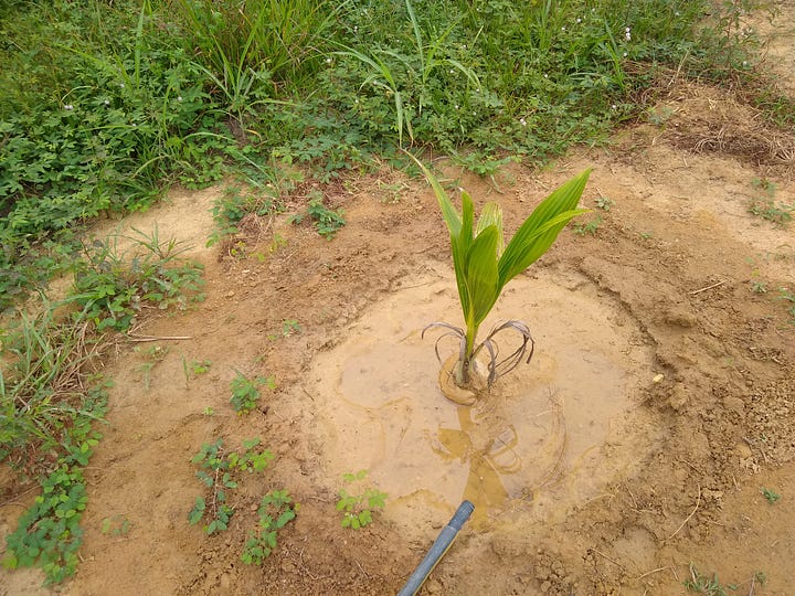Images of lettuce, vegetables, and newly planted coconut trees