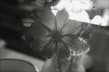 withnichole