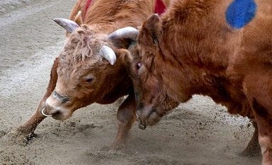 Un combat de taureaux en Corée du Sud Un combat de taureaux en Corée du Sud