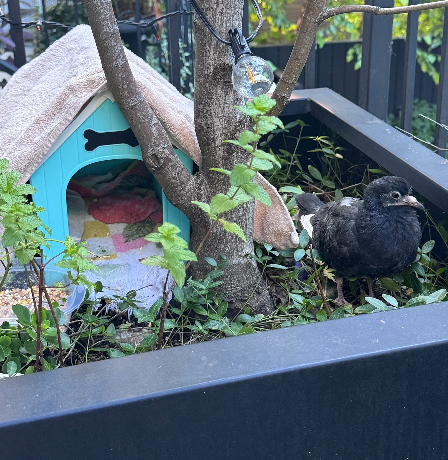 Beakling the pigeon stands in a large planter box. Next to him is small, blue toy doghouse and a bowl of birdseed.