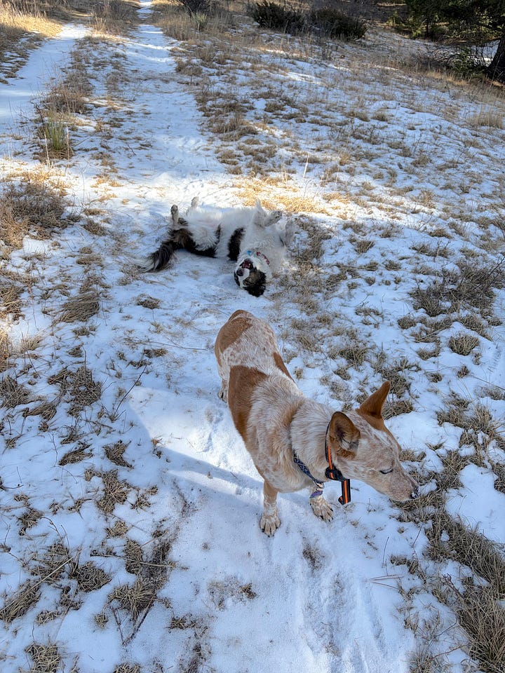 two cattle dogs in light snow