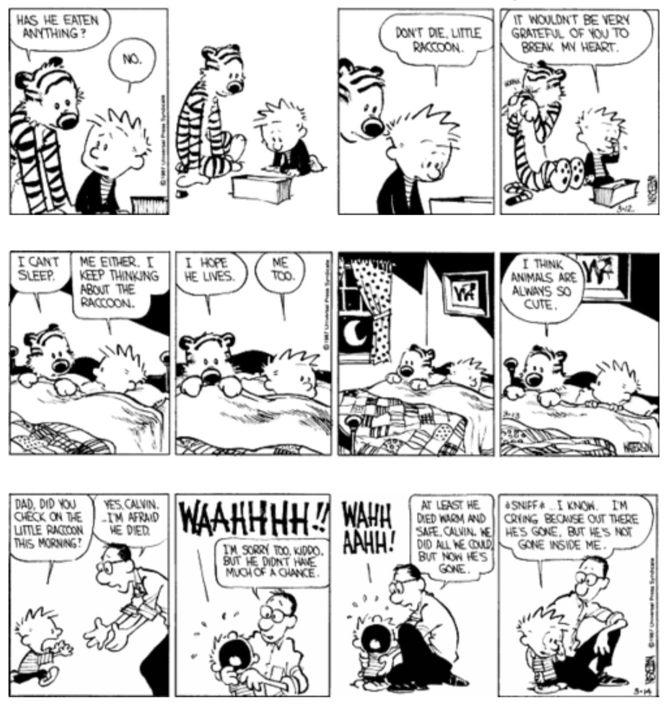 Leading Questions: Calvin &amp; Hobbes Meet a Baby Raccoon, Chase Cries |  Magnett Academy