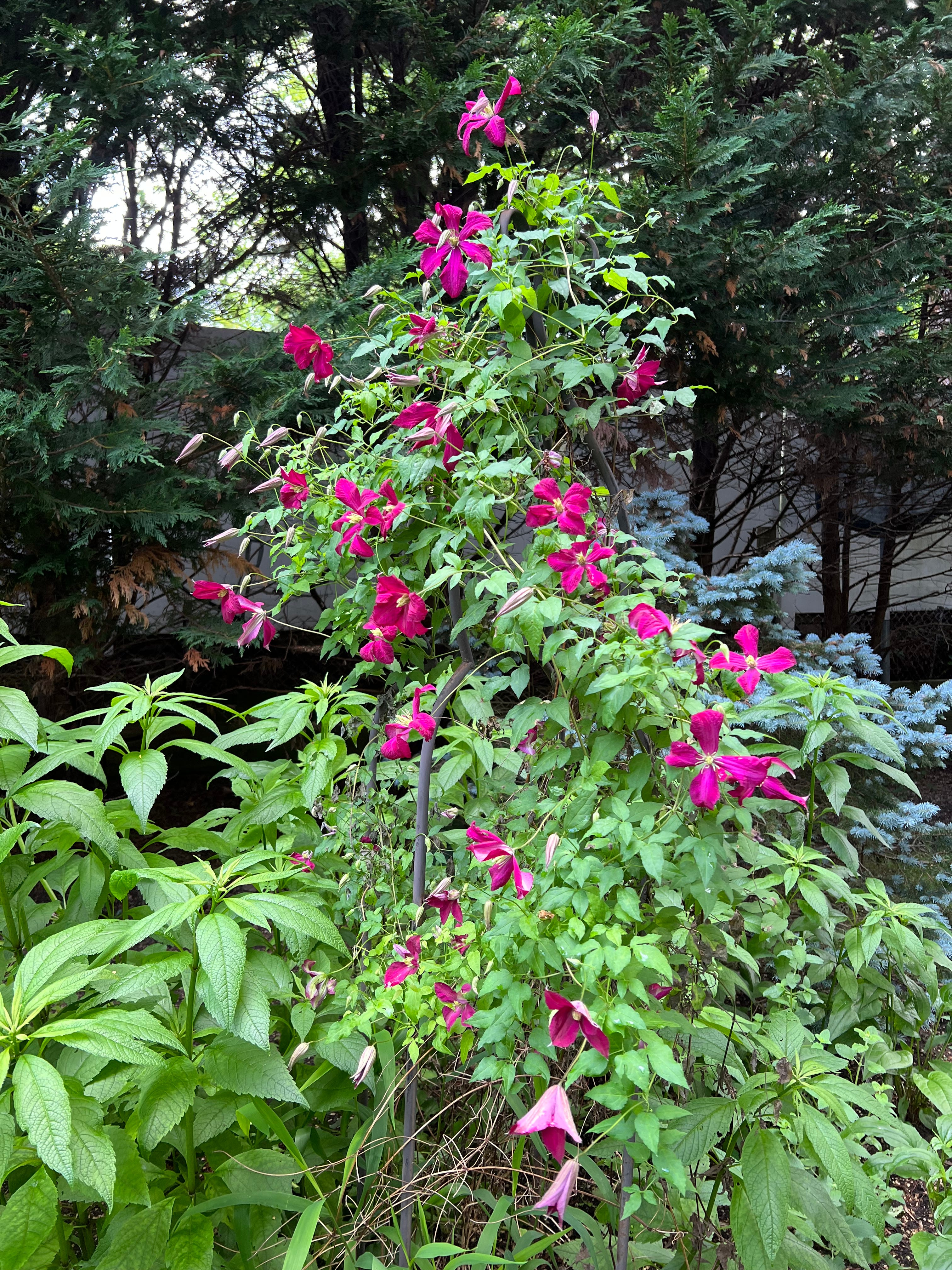 Don't ruin your clematis: How to prune each type the right way. Plus, an  expert prognosis for a damaged tree