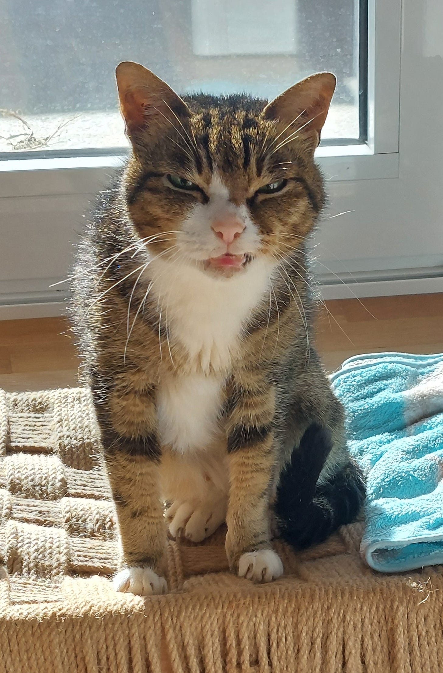 An actual cat. Real, brown, and fluffy. It's BC. Scowling lovingly at me. An actual cat. Real, brown, and fluffy. It's BC. Scowling lovingly at me.