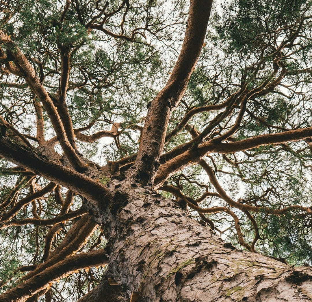 green leaf tree during day