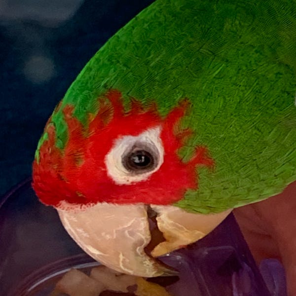 Christopher’s Substack