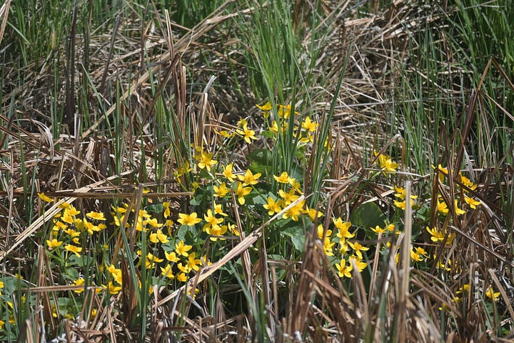 Marsh Marigold plants and parts.  