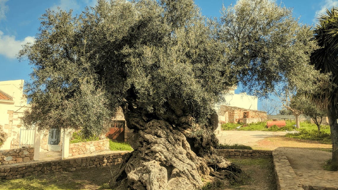 The oldest olive tree in the World! | Mia Elia