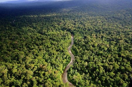 Forêt primaire en Indonésie Forêt primaire en Indonésie