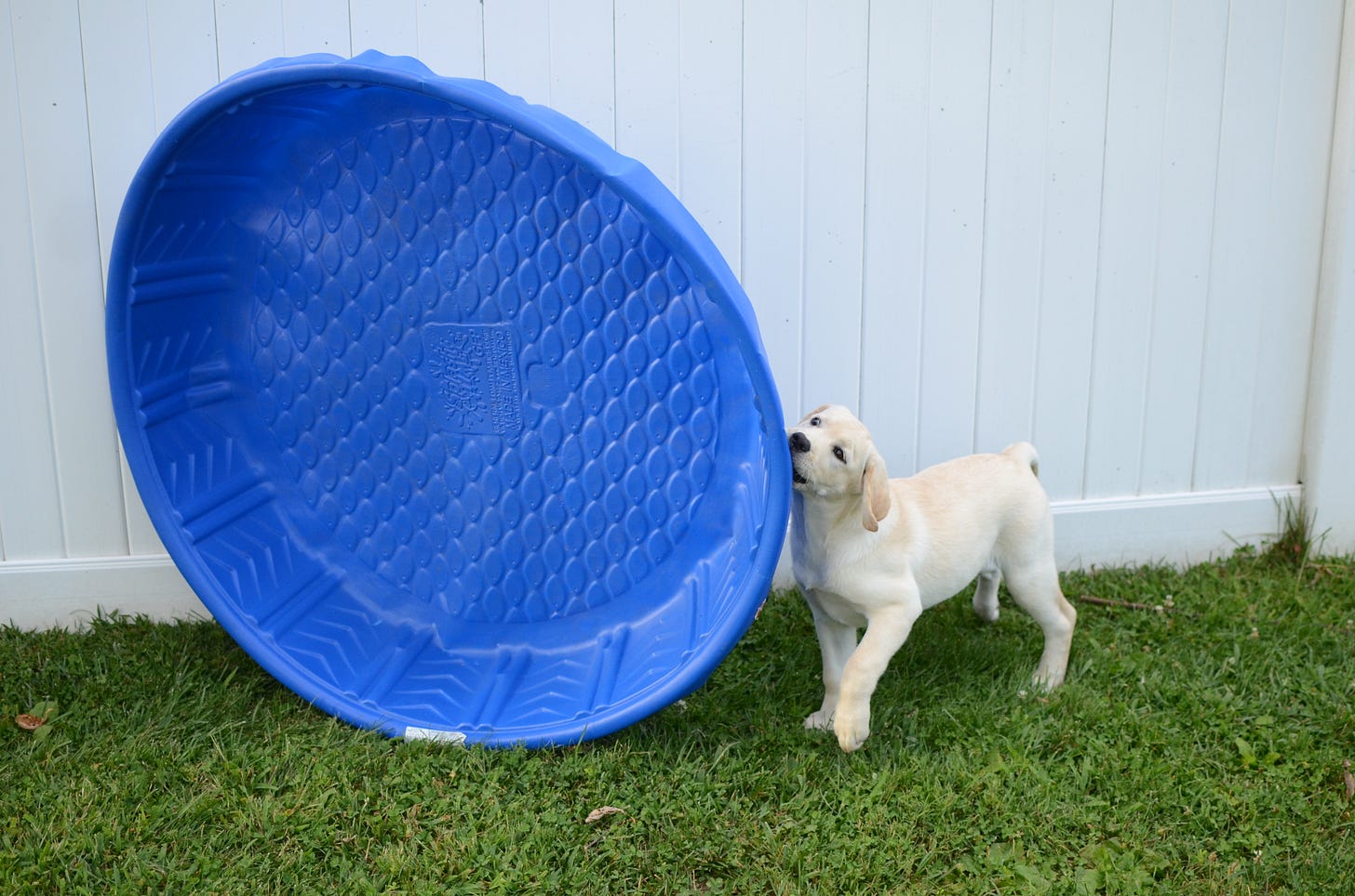 A yellow Labrador retriever puppy bites the side of a pool standing on edge and pulls it to the ground. 