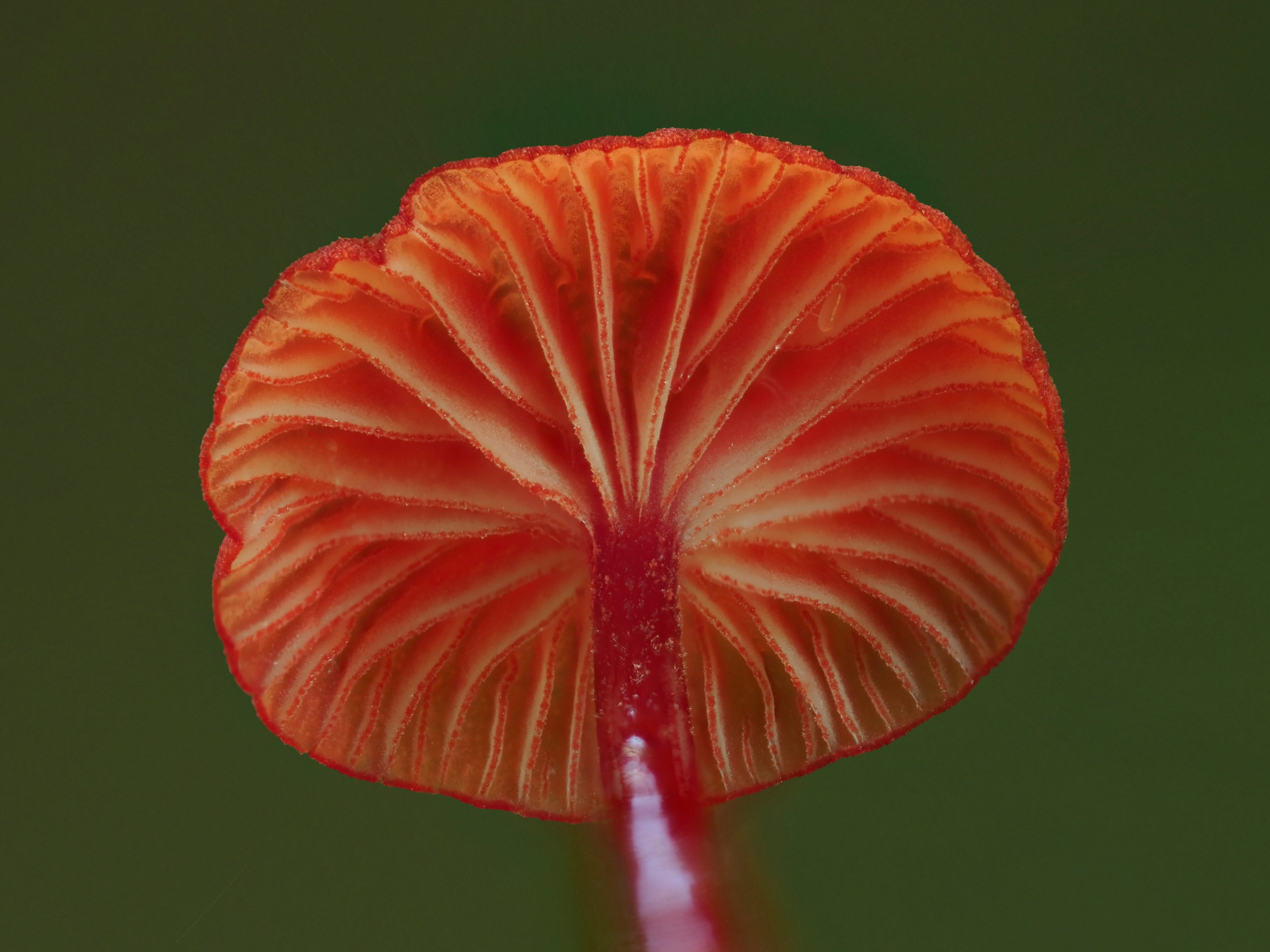 Ruby Bonnot Ruby Bonnets: A Glowing Discovery in Peel Forest